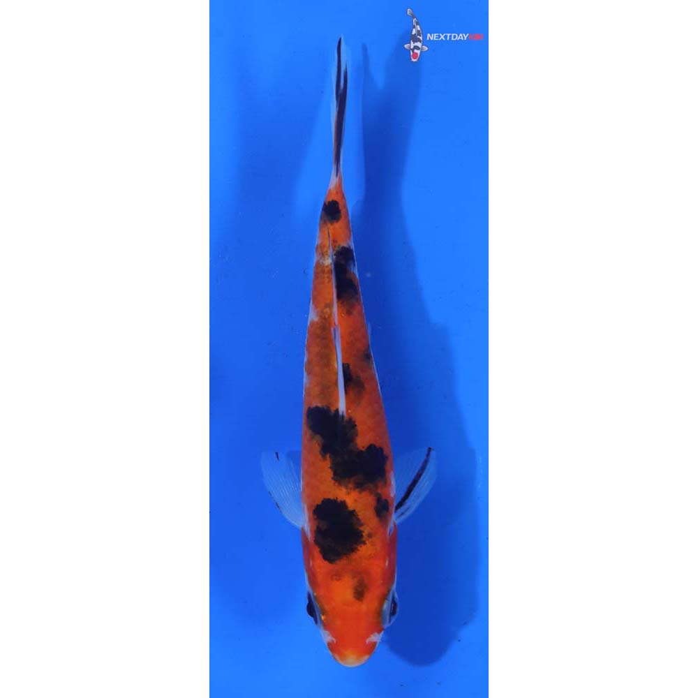 4” Imported Aka Sanke