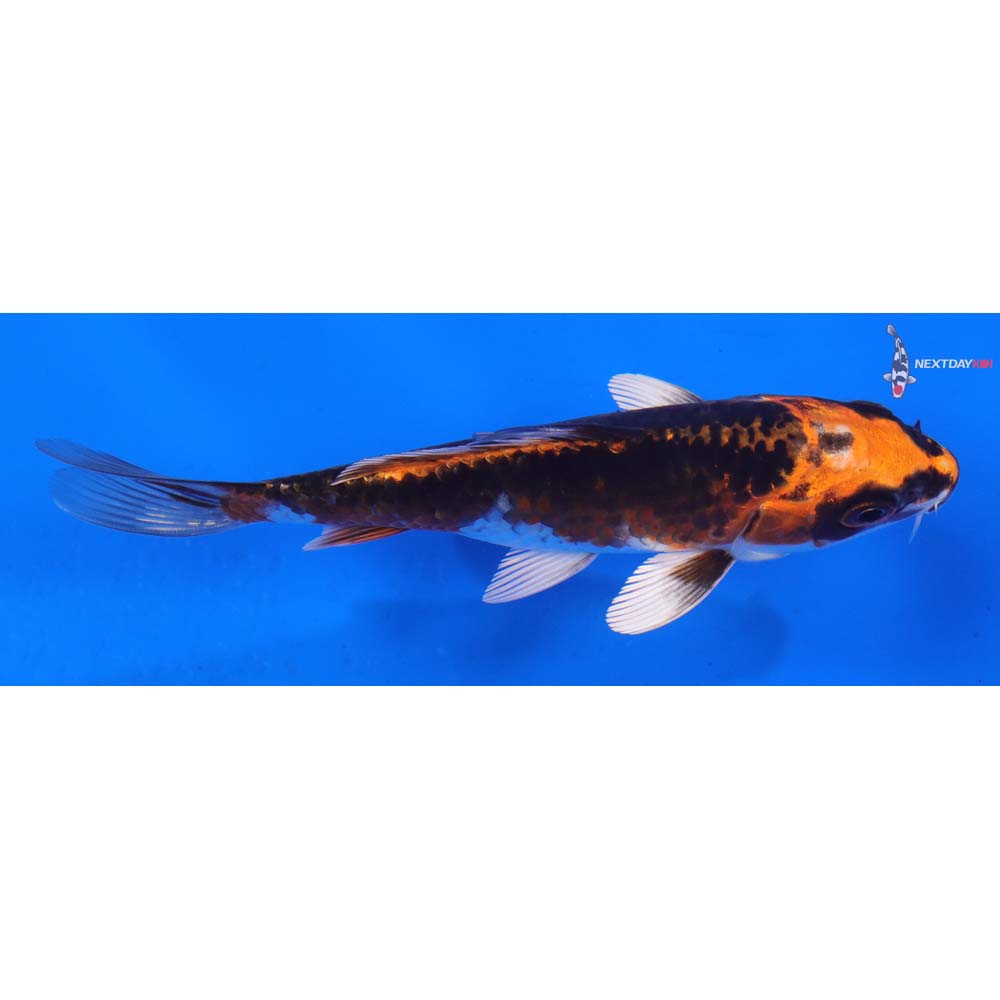 4.5” Imported Kujaku