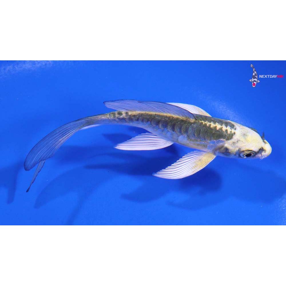 4” Imported Armor Scaled Kin Kikokuryu Butterfly Koi