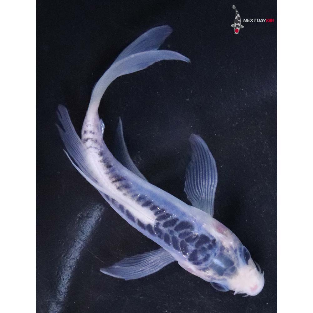 4” Imported Shusui Butterfly Koi