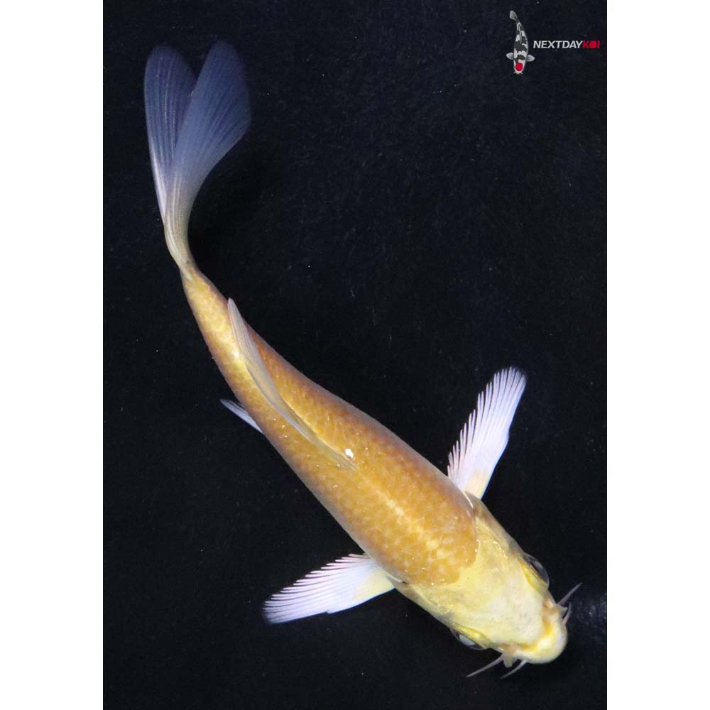4” Imported Yamabuki Ogon Butterfly Koi