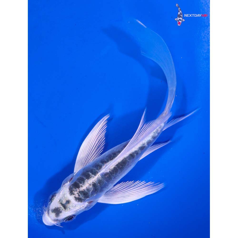 4.5” Imported Doitsu Blue Gin Matsuba Butterfly Koi