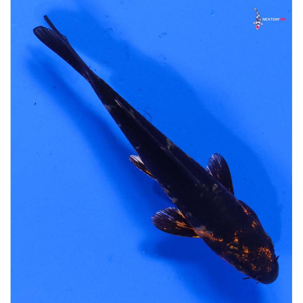 3.5” Imported Armor Scaled Orenji Matsuba