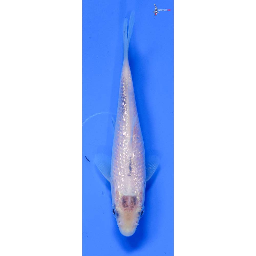 3.5” Imported Gin Rin Matsukawabakke