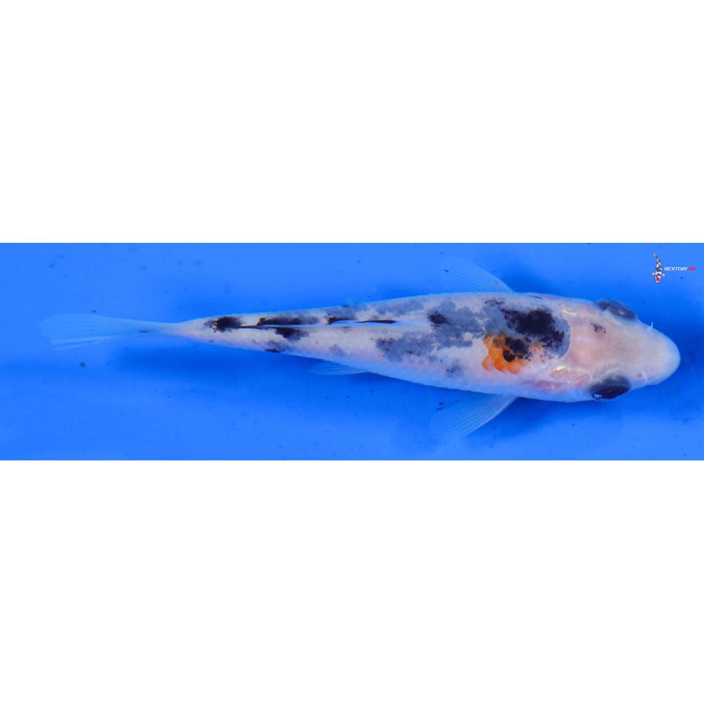 3.5” Imported Sanke