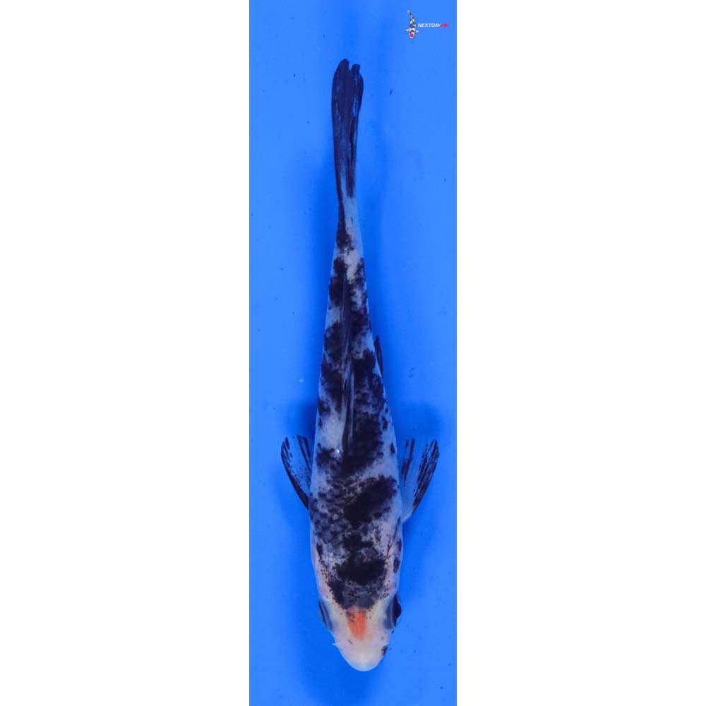 3.5” Imported Showa