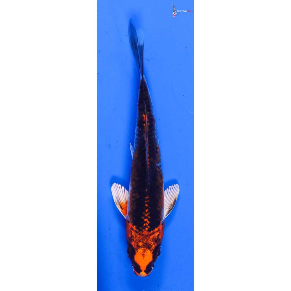 4” Imported Kujaku