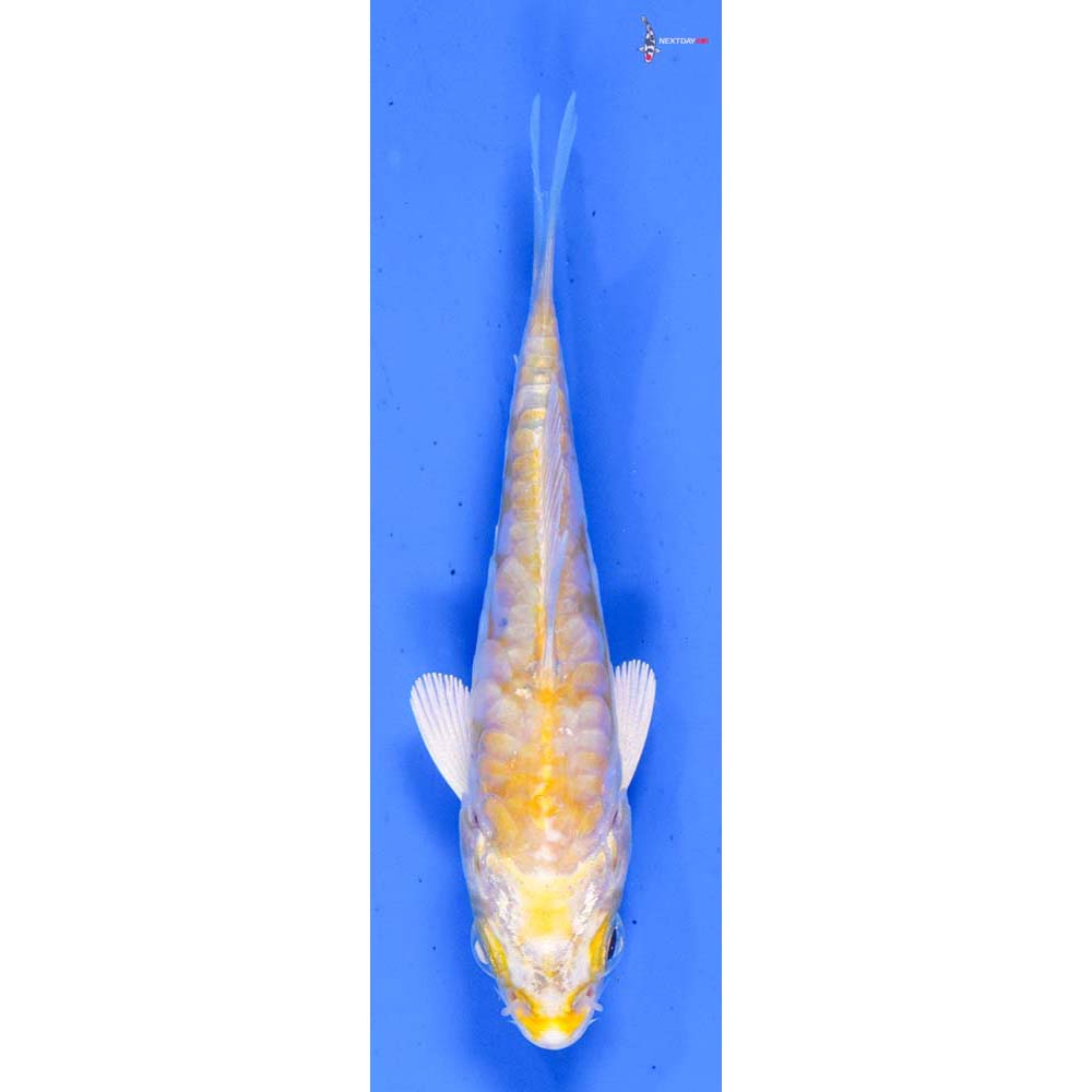 3” Imported Armor Scaled Lemon Hariwake