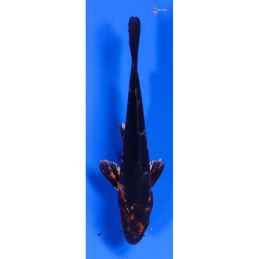 3.5” Imported Armor Scaled Orenji Matsuba