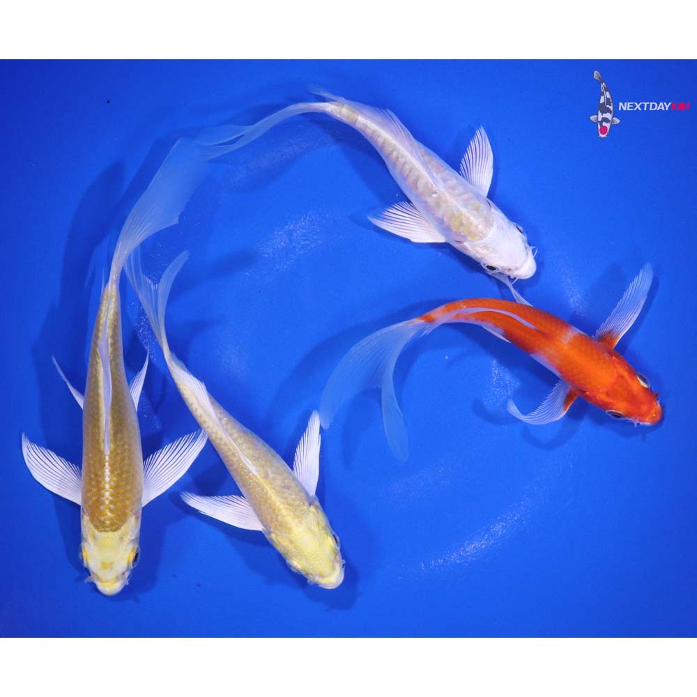 Lot of (4) 3.5-4.5” Imported Assorted Butterfly Koi