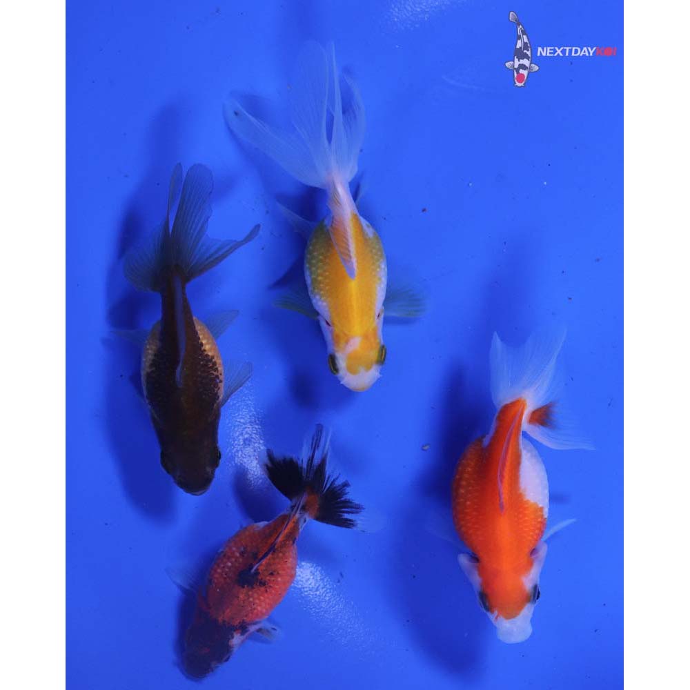 Lot of (4) 2-3” Imported Assorted Pearlscale