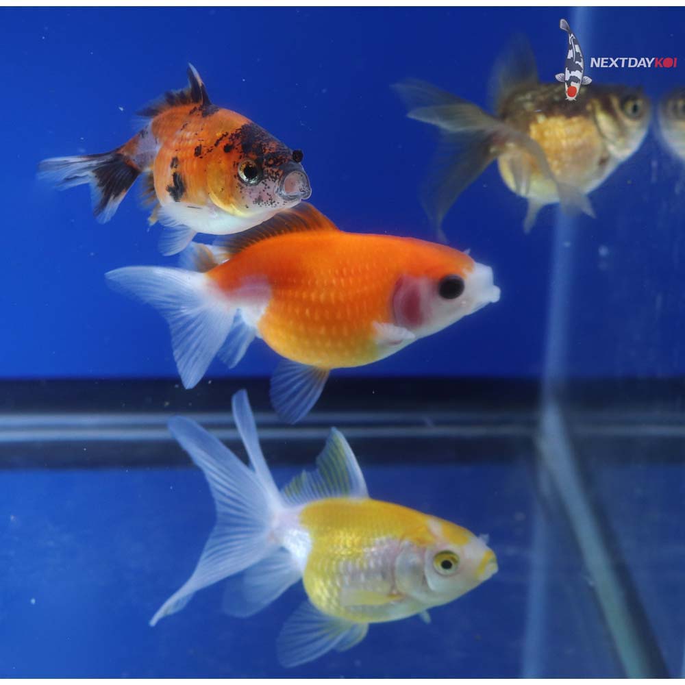 Lot of (4) 2-3” Imported Assorted Pearlscale