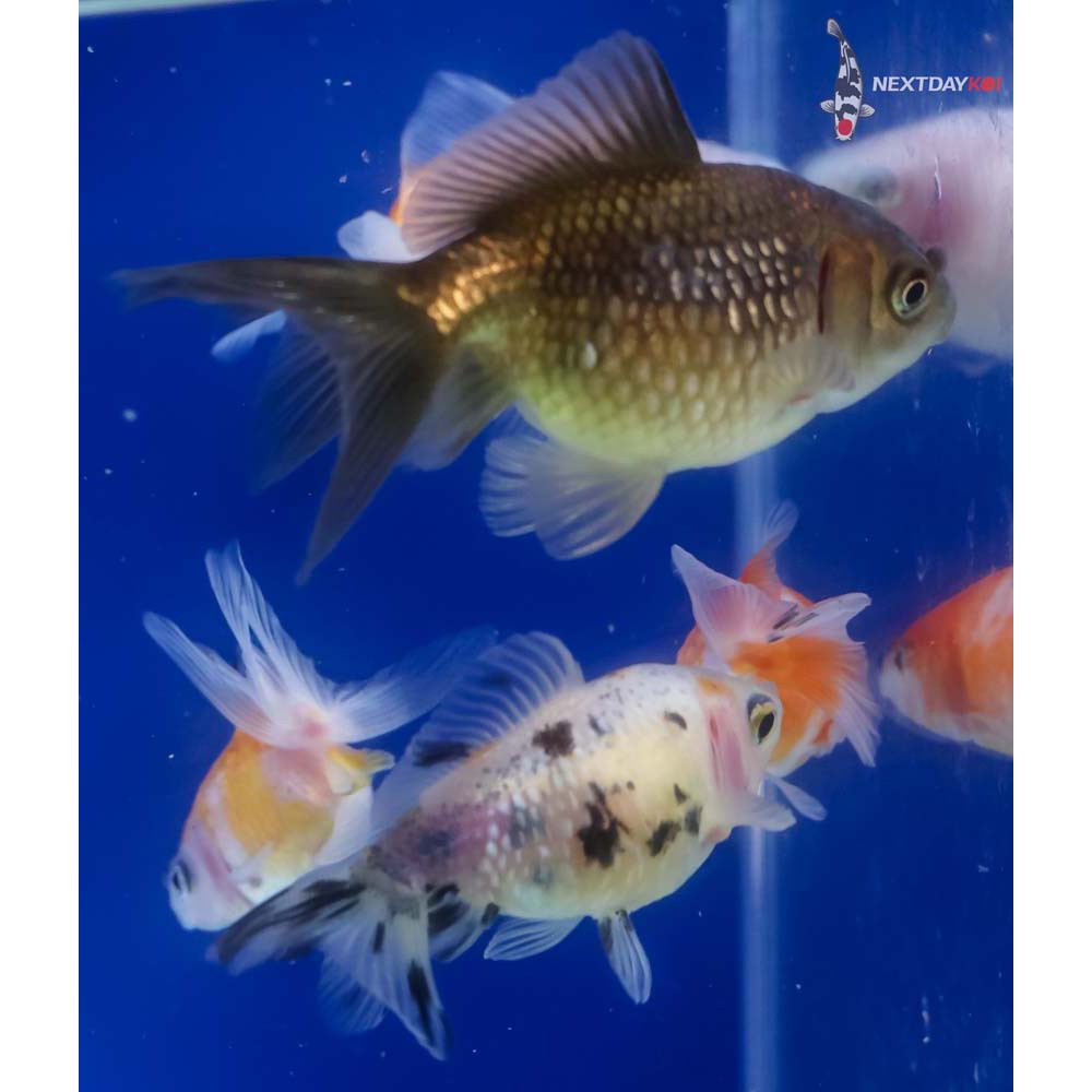 Lot of (5) 2-3” Imported Assorted Pearlscale