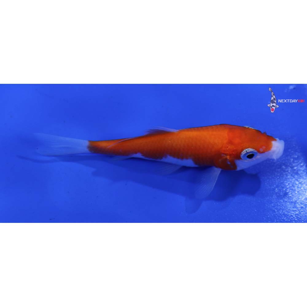 3” Imported Kohaku