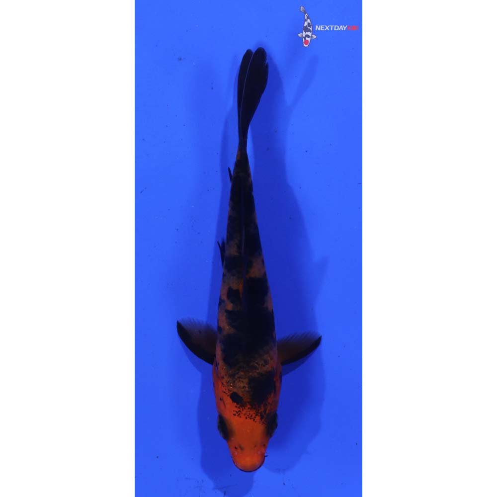 3.5” Imported Aka Bekko