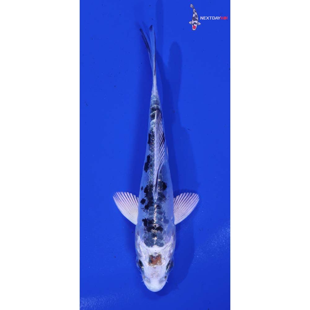 3.5” Imported Doitsu Gin Shiro Bekko
