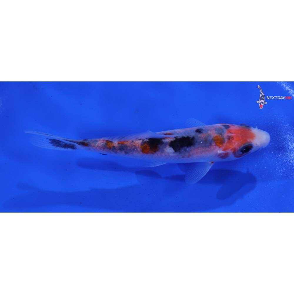 4” Imported Goshiki