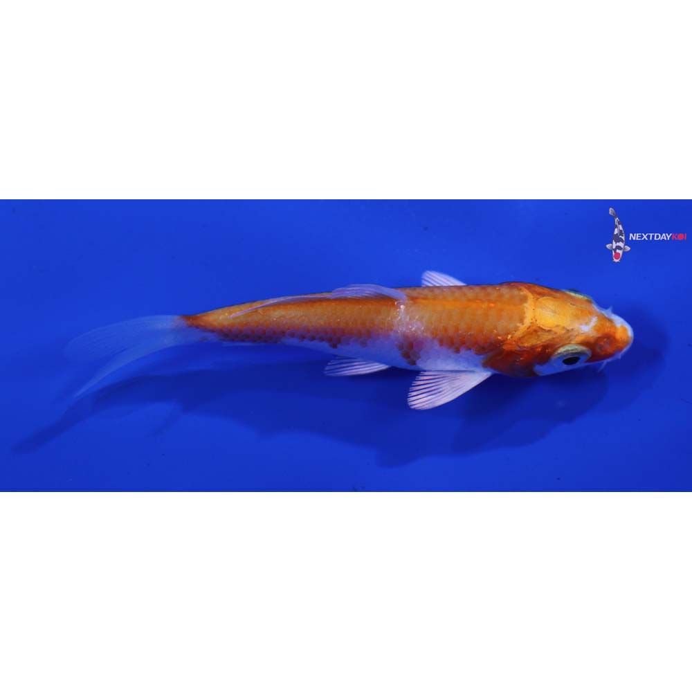 3” Imported Hariwake