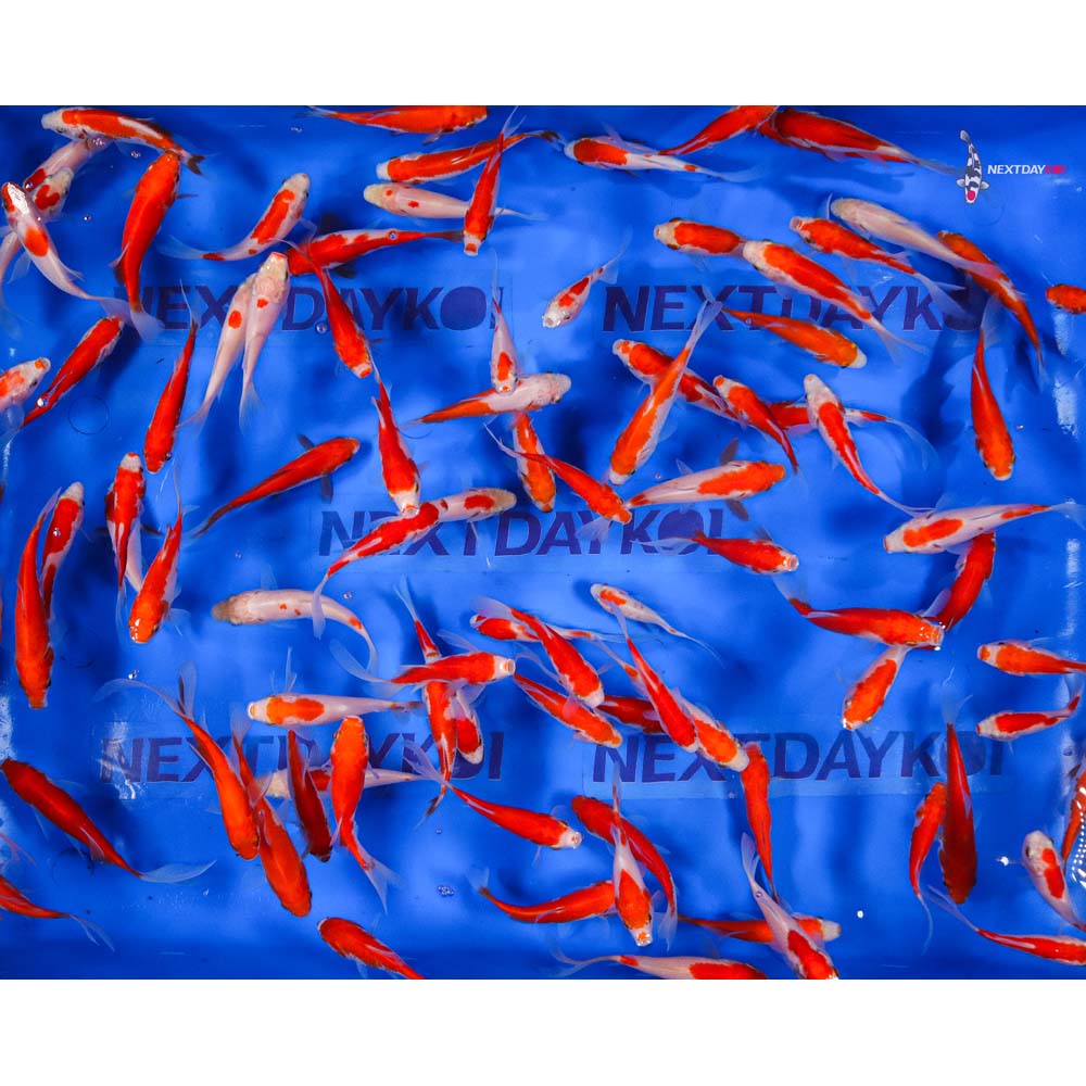 3-4” Imported Sarasa Comet Goldfish