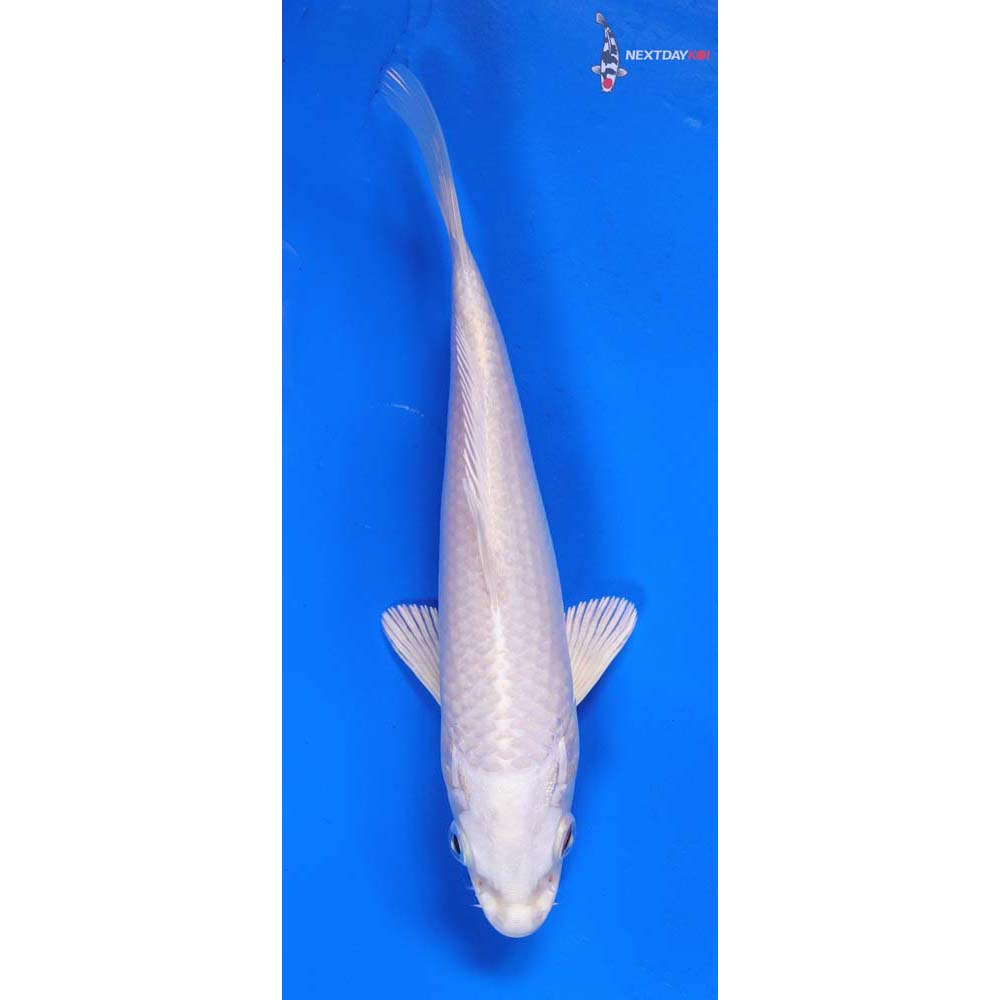 6” Imported Platinum Ogon