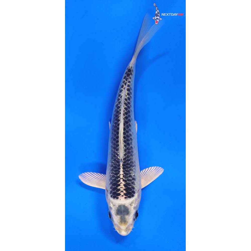 6” Imported Gin Matsuba