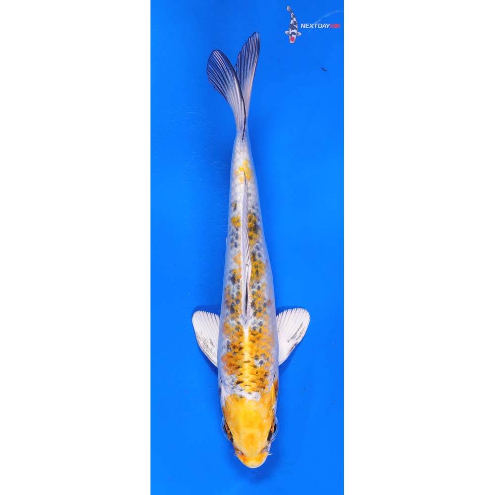 6.5” Imported Yamato Nishiki