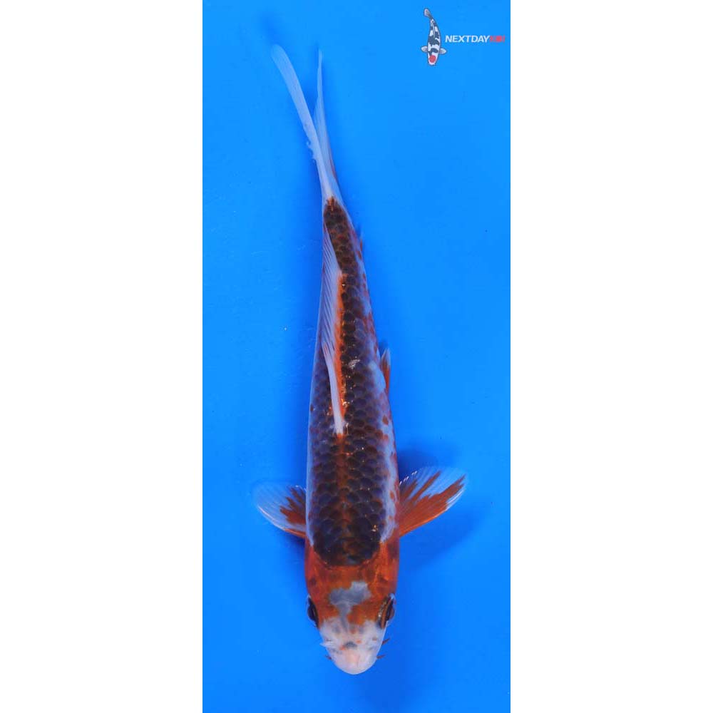 6.5” Imported Asagi