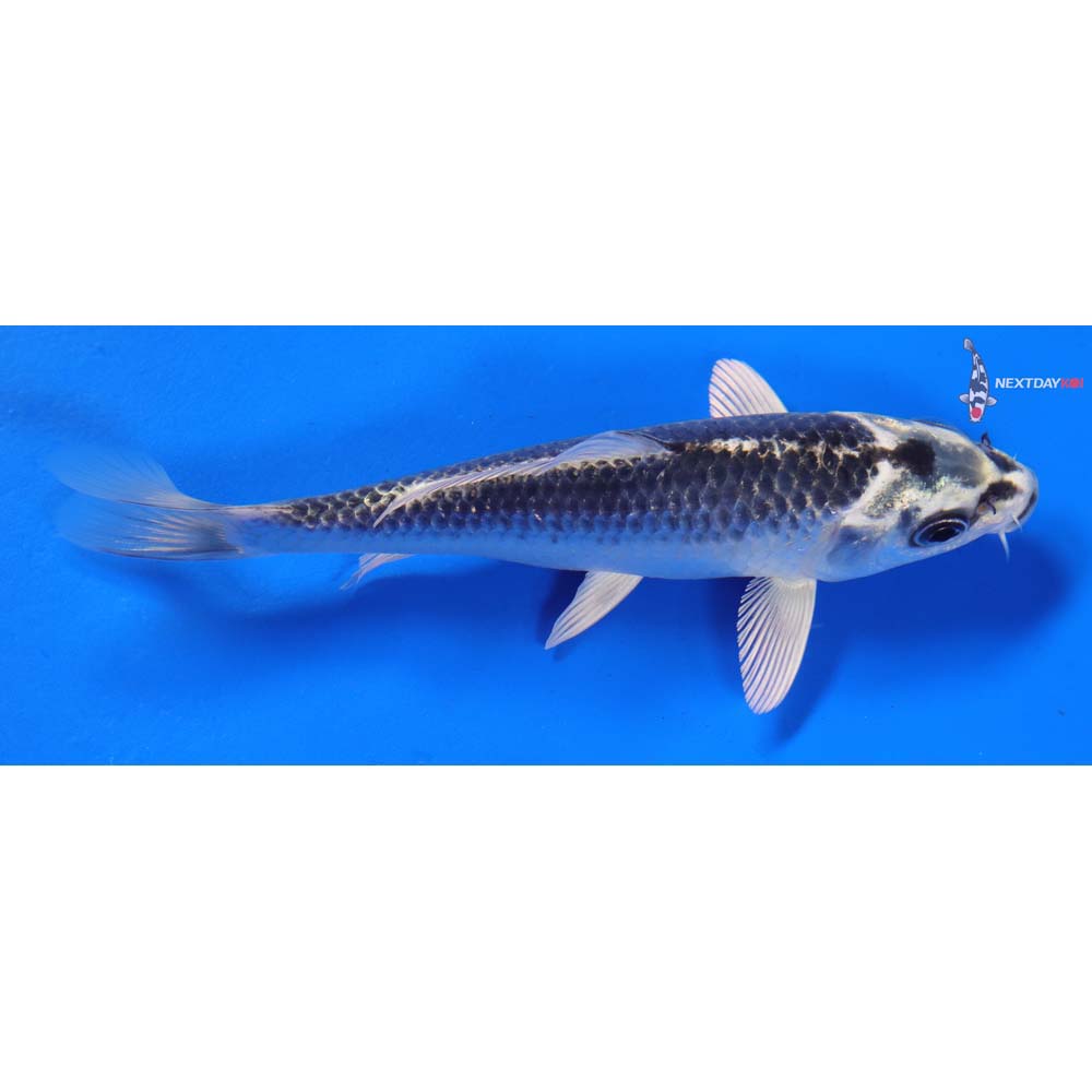 6” Imported Gin Matsuba