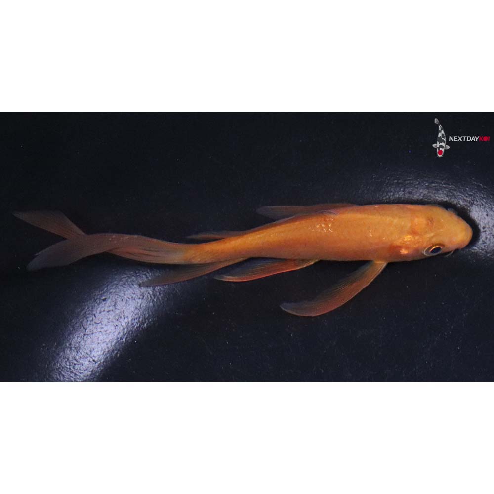 5” Imported Chagoi Butterfly Koi