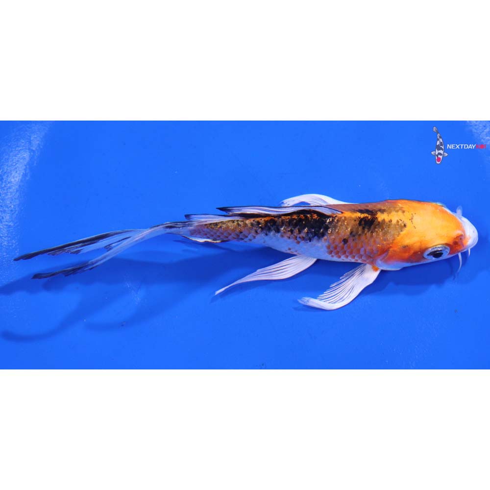 5” Imported Gin Rin Yamato Nishiki Butterfly Koi