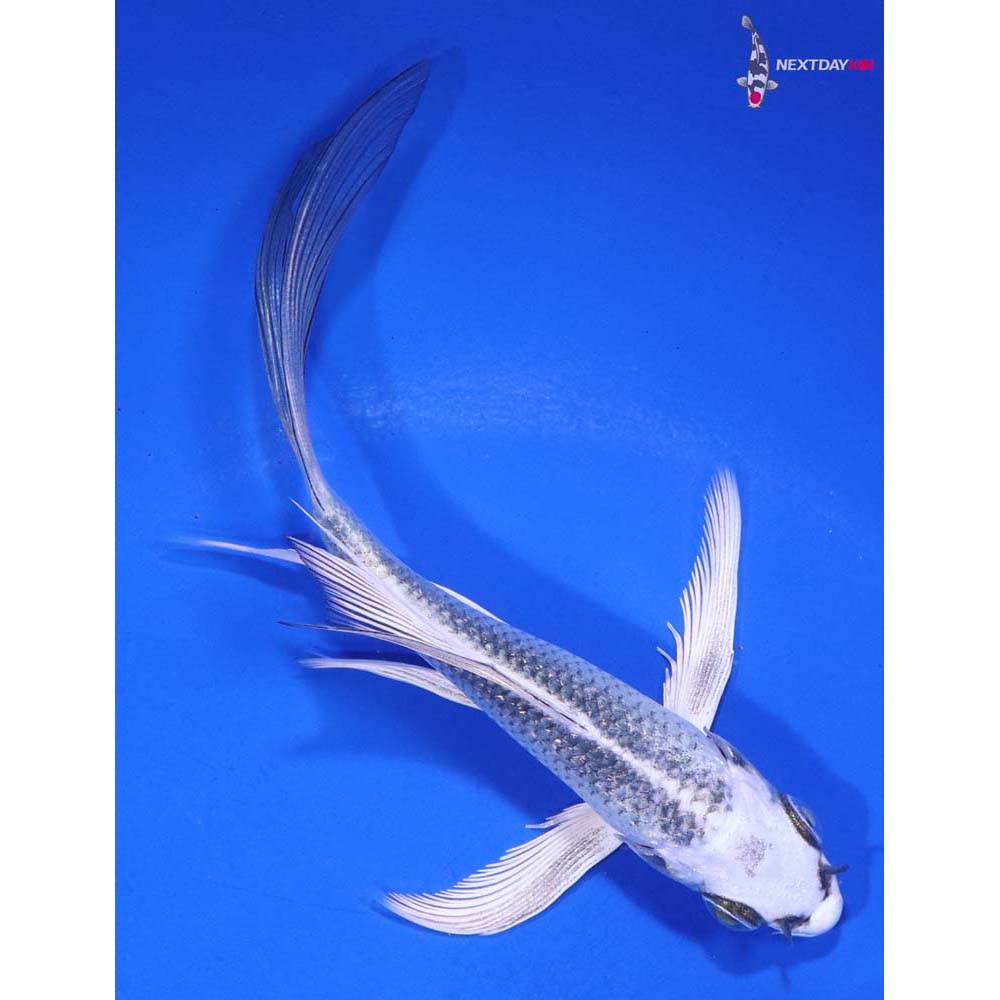 5” Imported Gin Matsuba Butterfly Koi