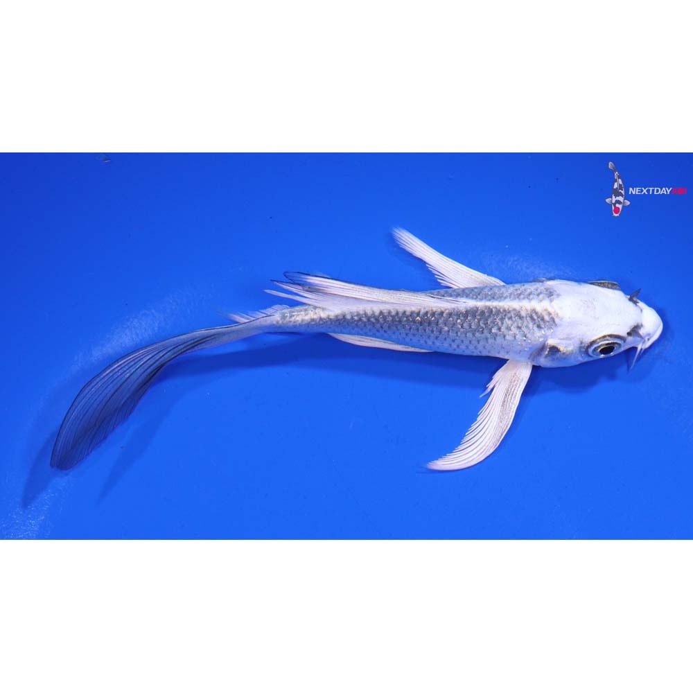5” Imported Gin Matsuba Butterfly Koi