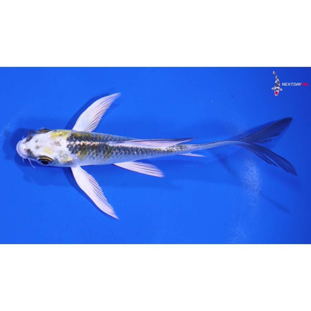 5” Imported Kujaku Butterfly Koi