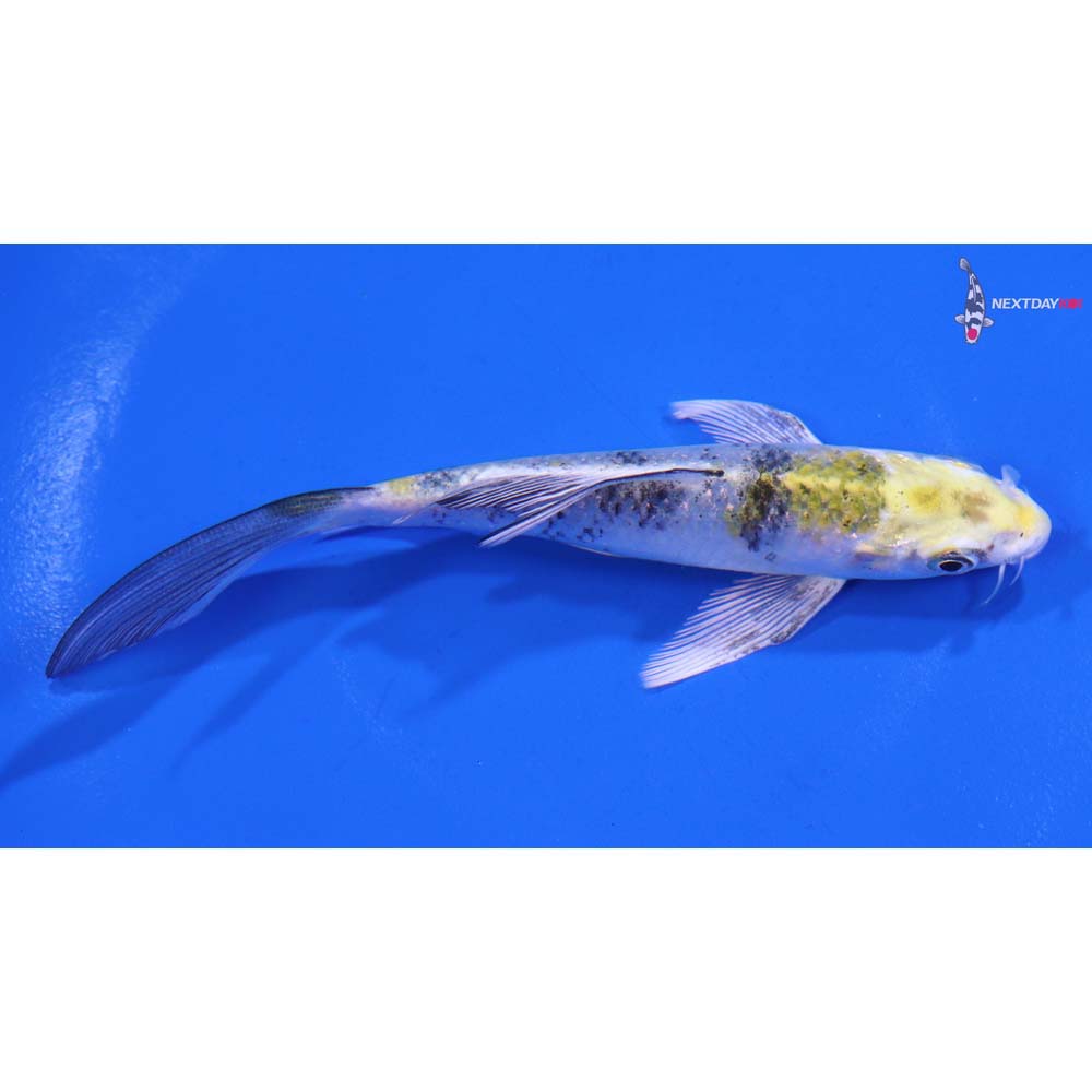 5” Imported Yamato Nishiki Butterfly Koi