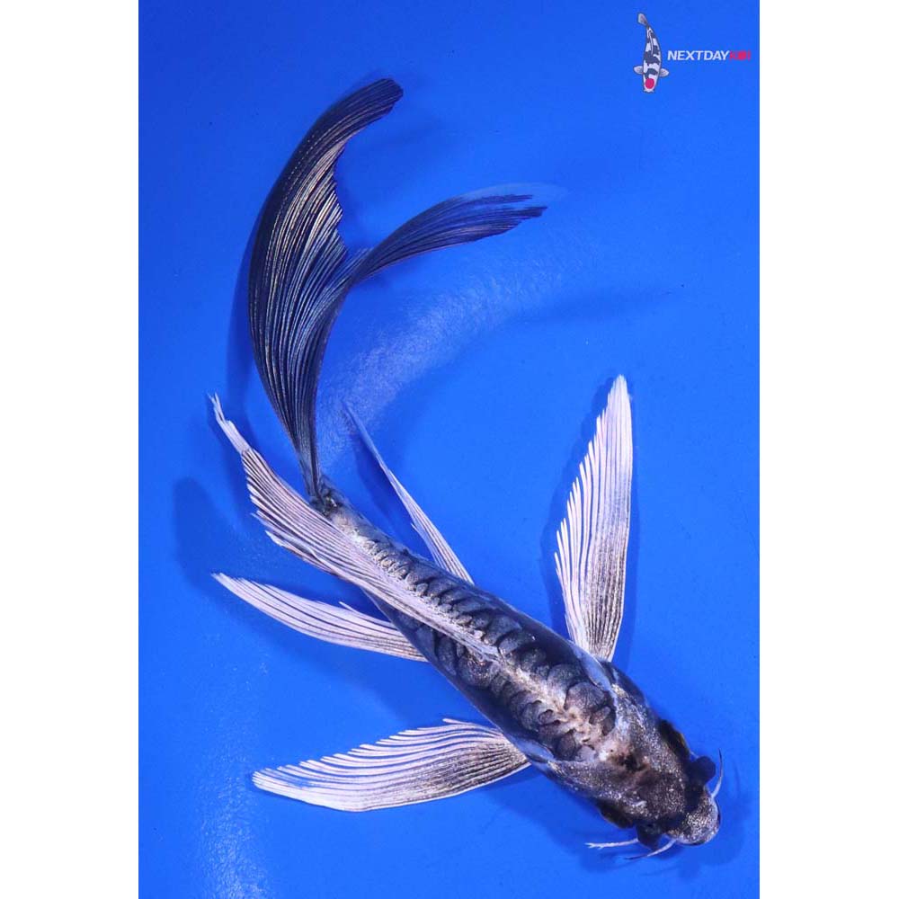 5” Imported Kikokuryu Butterfly Koi
