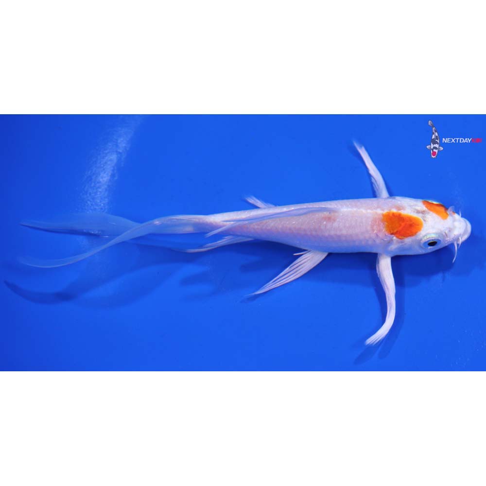 5.5” Imported Hariwake Butterfly Koi