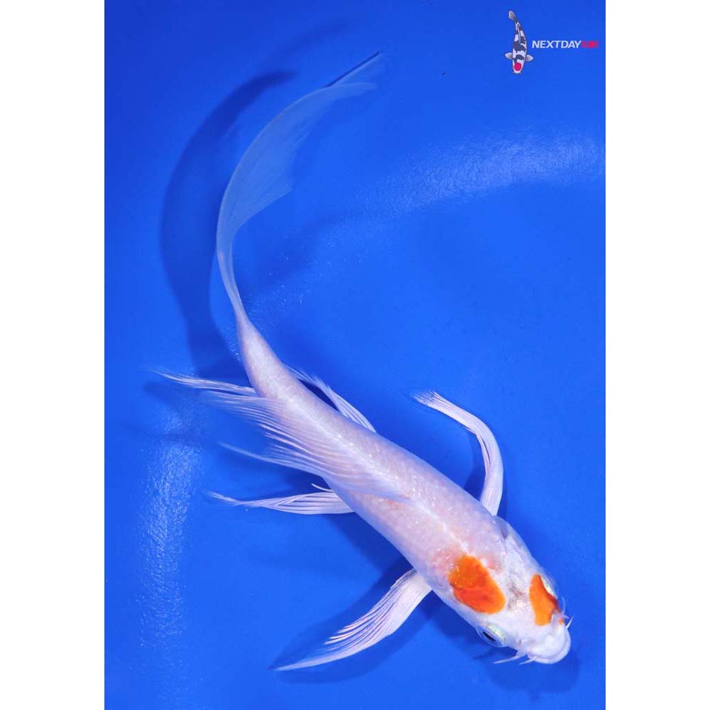 5.5” Imported Hariwake Butterfly Koi