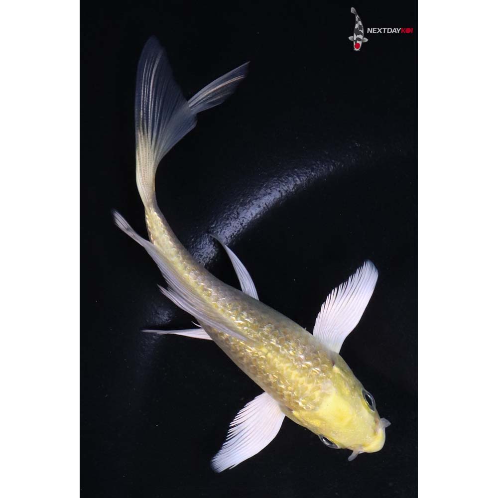 4.5” Imported Gin Rin Yamabuki Ogon Butterfly Koi