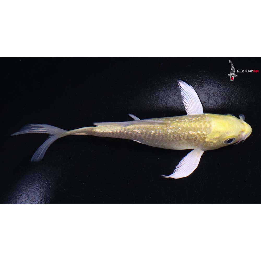 4.5” Imported Gin Rin Yamabuki Ogon Butterfly Koi