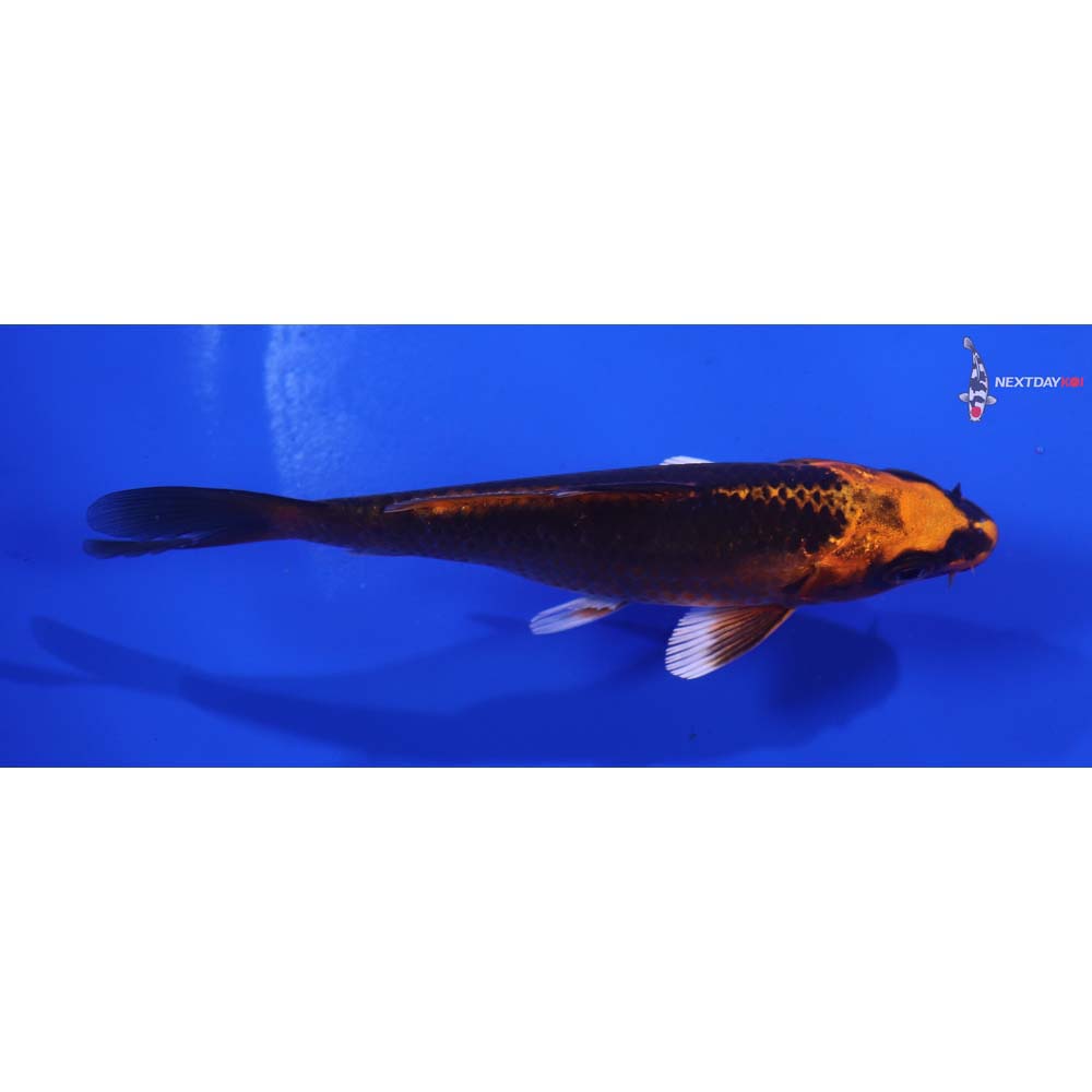 4.5” Imported Orenji Matsuba