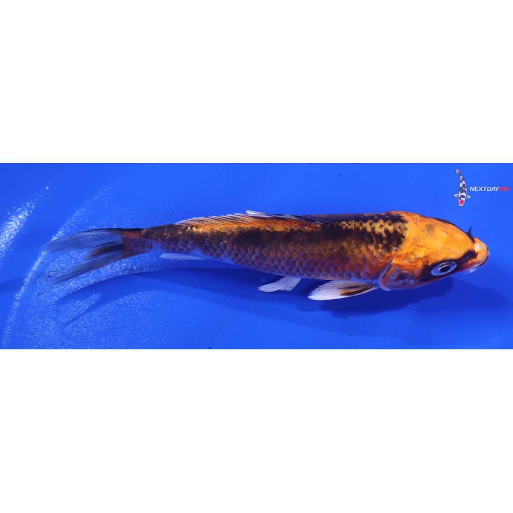 4.5” Imported Kujaku