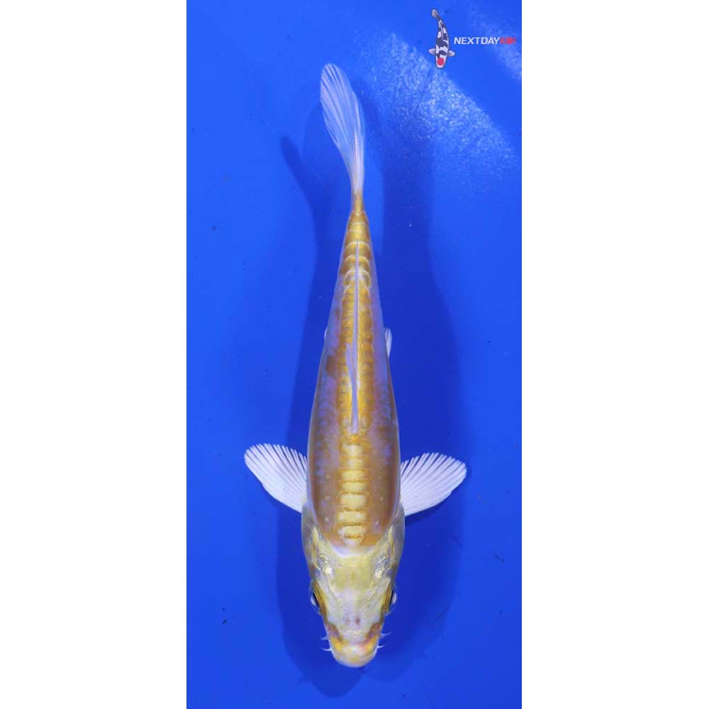 4.5” Imported Doitsu Lemon Hariwake