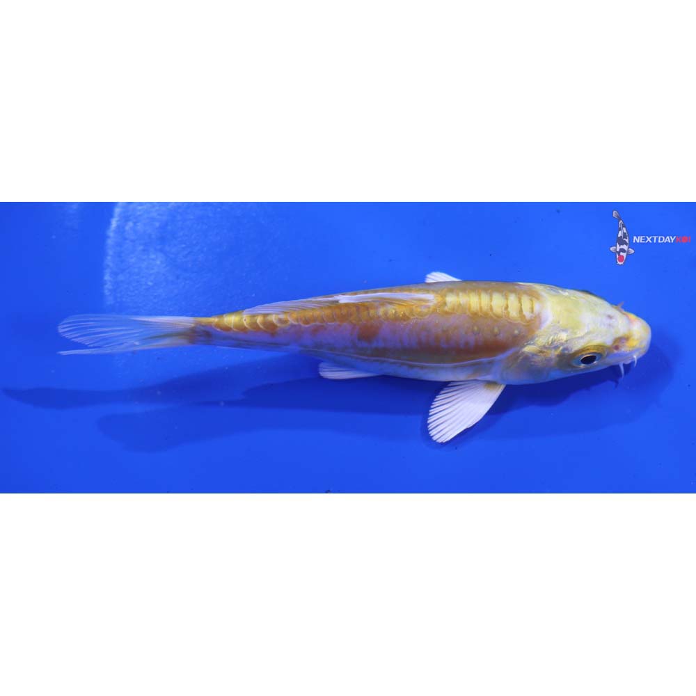 4.5” Imported Doitsu Lemon Hariwake