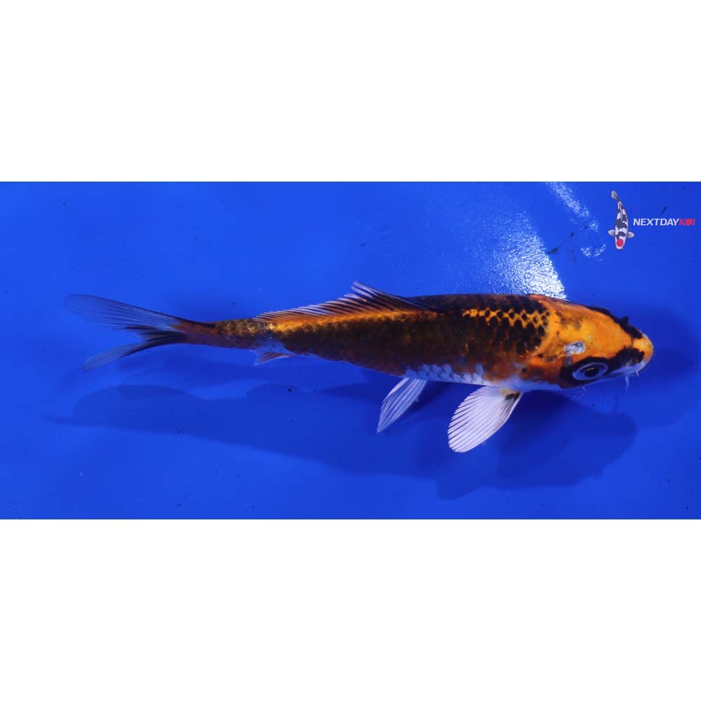 4.5” Imported Kujaku