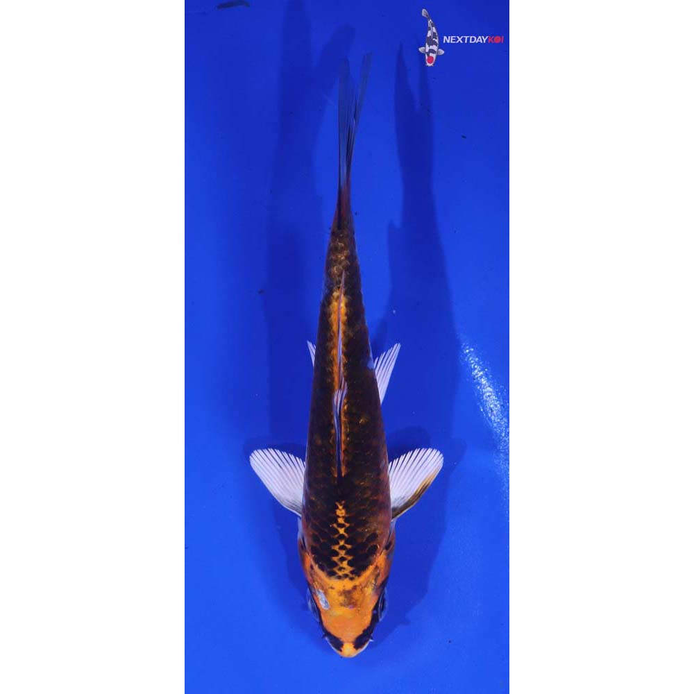 4.5” Imported Kujaku