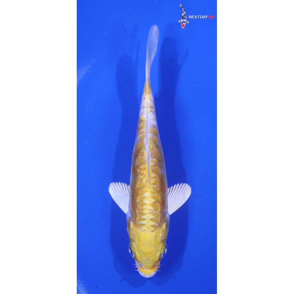 4” Imported Doitsu Lemon Hariwake