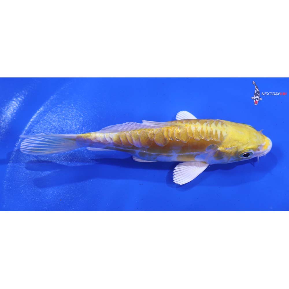 4” Imported Doitsu Lemon Hariwake