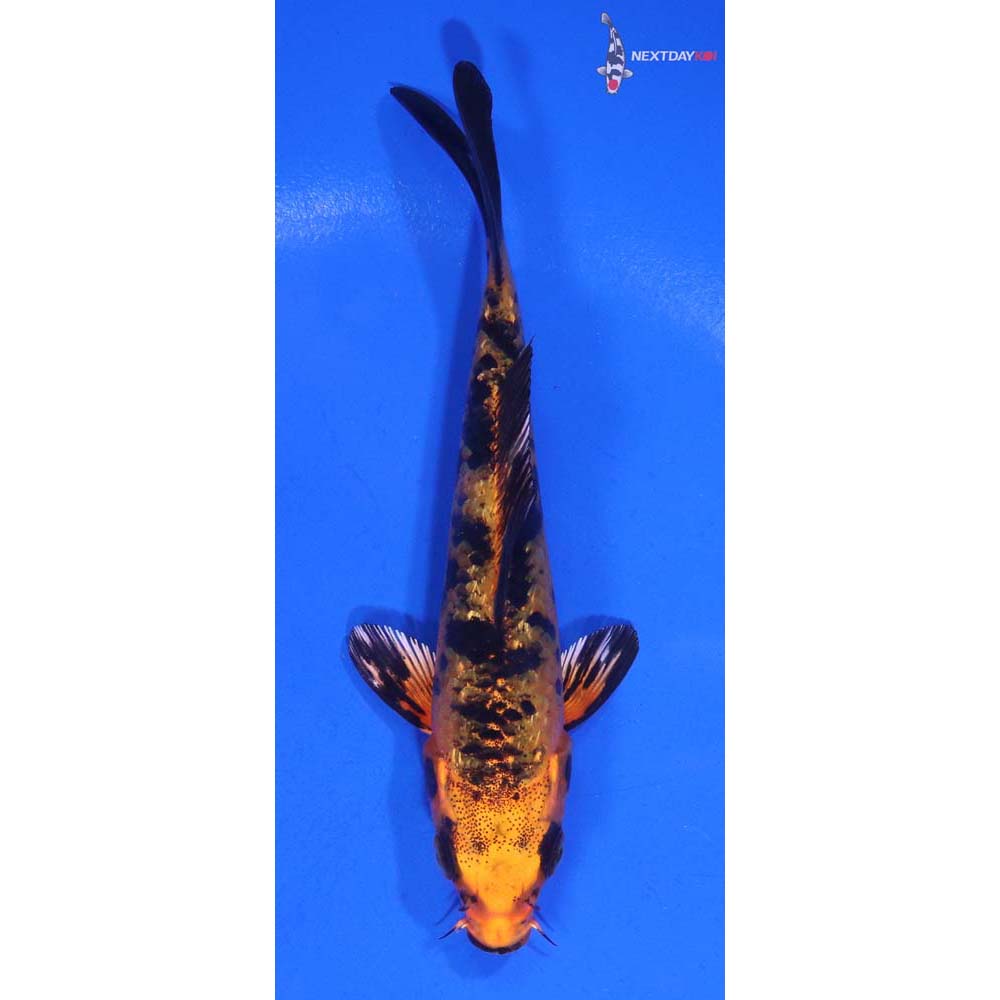 4.5” Imported Kin Aka Bekko