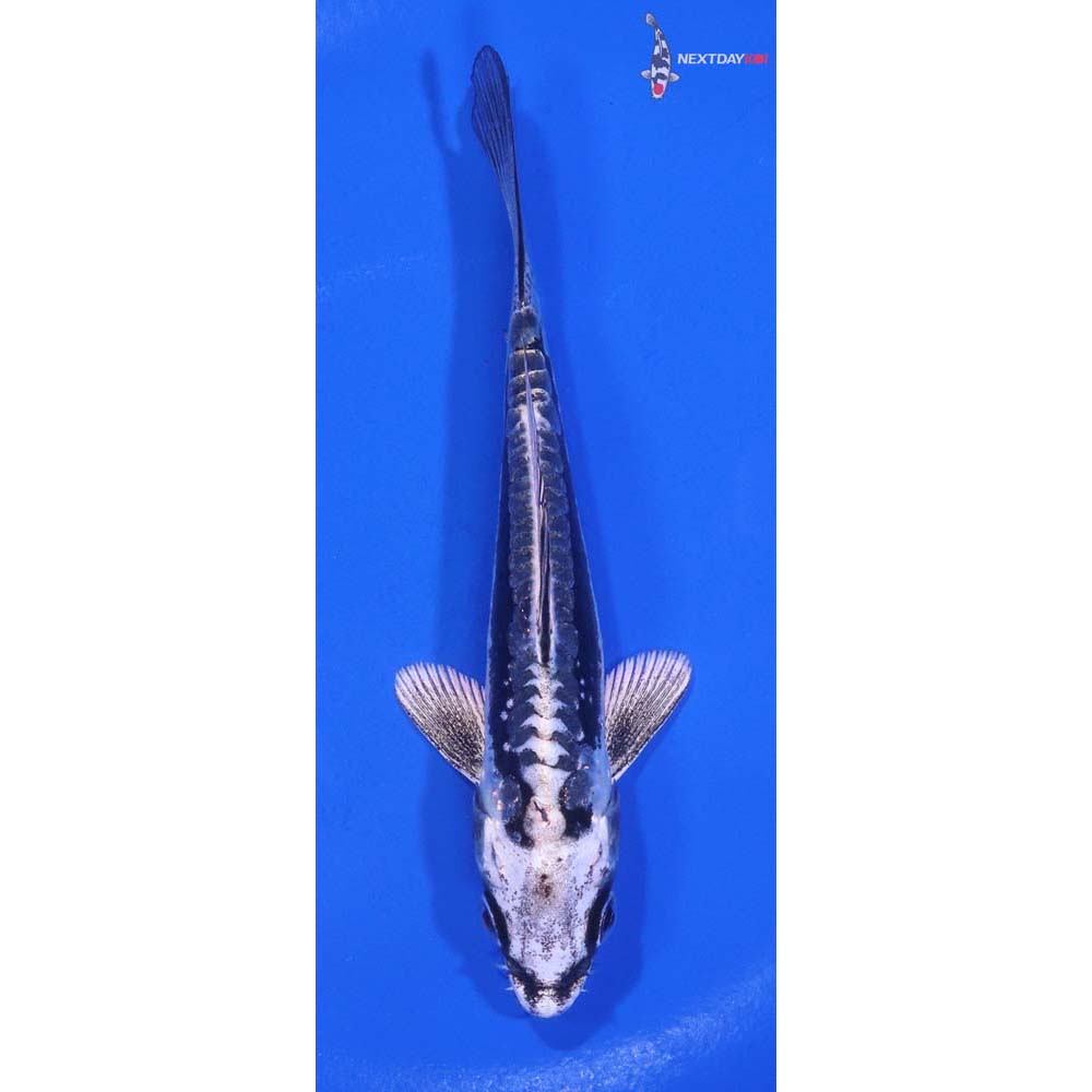 5” Imported Kikokuryu