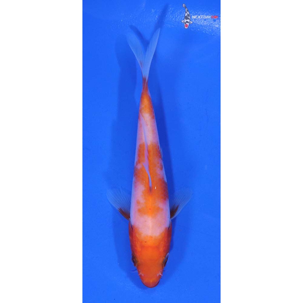 4” Imported Kohaku